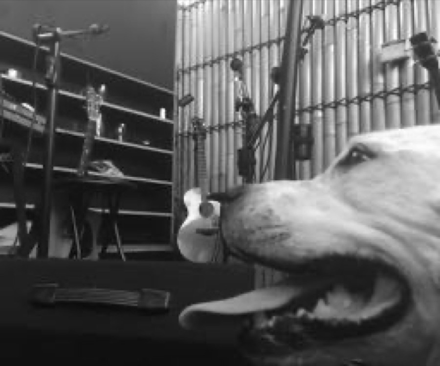 A curious dog checks out the stage